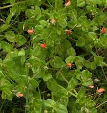 Image result for Myrsinaceae