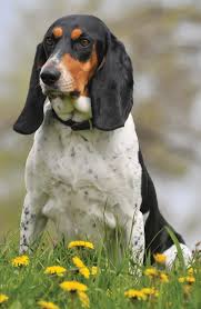 Image result for jurský honič