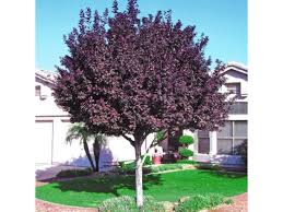 With its attractive shape, it's dressy enough for front yard plantings. Purple Leaf Flowering Plums Purple Leaf Plum Tree Trees For Front Yard Flowering Plum Tree