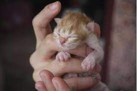 How To Take Care Of A Newborn Kitten Without A Mother Cuteness Newborn Kittens Kitten Care Kitten