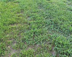 Check spelling or type a new query. Get Pre Emergent Down To Fight Those Summer Weeds Tylerpaper Com