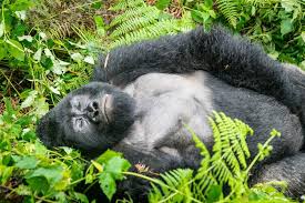 And now – gorillas! | Nota Bene: Eugene Kaspersky's Official Blog
