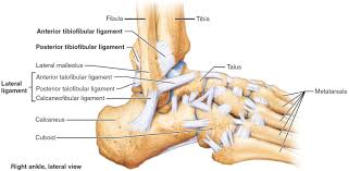 The fracture is named after the surgeon jules germain françois maisonneuve. Maisonneuve Fracture Definition Causes Symptoms Diagnosis Treatment