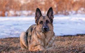 Dog 1080 download dog 1080 desktop backgrounds,photos in hd widescreen high quality screen resolutions for free. Animal Animals Dogs German Shepherd Dog Blue Eyes Photos German Shepherd 1080 X 1080 1802241 Hd Wallpaper Backgrounds Download