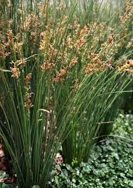 Image result for Juncus