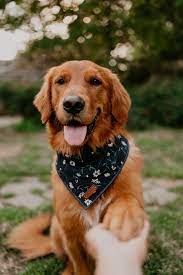 Dogs and puppies cats and kittens horses rabbits birds snakes. Pin On Golden Retriever Goldenretriever