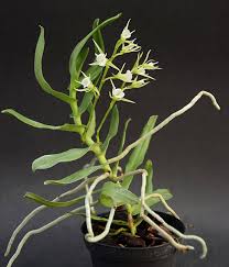 Image result for Polystachya epiphytica