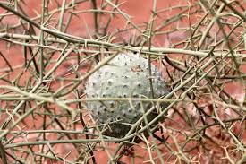 Image result for Acanthosicyos