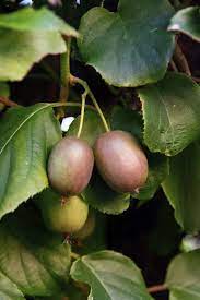 Male fuzzy kiwi plants do not bear fruit. Are Female Kiwi Toxic To Males Tips On Where To Plant Male Female Kiwis