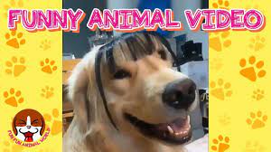 Funniest Animal Videos Ever In The World 14 Funny Animal Videos Funny Animals Animal Gifs