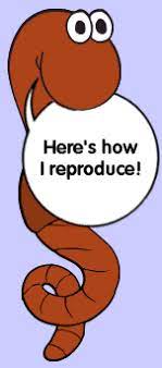 Although worms can regenerate small portions of their bodies, they do not reproduce this way. How I Reproduce The Adventures Of Herman The Worm U Of I Extension