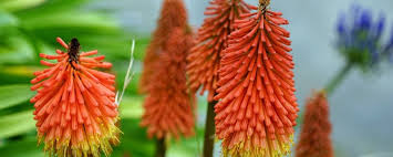 Native to south africa, these plants are surprisingly cold hardy (potentially to zone 5). Kniphofia Red Hot Poker