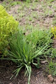 Image result for Alloteropsis