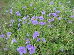 Ruellia Nudiflora Wild Flowers Purple Flowers Plants