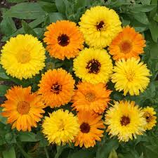 Pin On Garden 2020