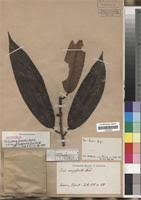 Image result for Ficus pseudomangifera