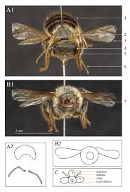 Desktop version the obsidian armor is a better choice for summoners looking to focus on whips. Sequence Of Photos And Illustrations Showing The Queen Bee Body Download Scientific Diagram