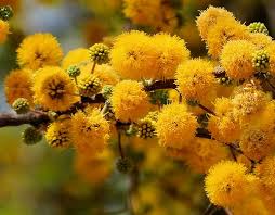 Image result for Acacia fleckii