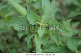 Image result for Basilicum polystachyon