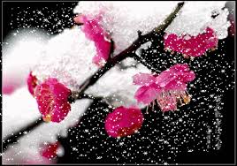 ã€Œæ¢…èŠ±å’Œç™½é›ªã€çš„åœ–ç‰‡æœå°‹çµæžœ