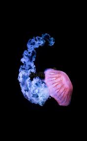 One kind of jellyfish is the purple striped jelly, also called the chrysaora colorata or the mauve stinger. The Purple Striped Jellyfish Chrysaora Colorata Stock Image Image Of Chrysaora Drift 171254381