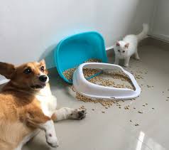 If a cat can a dog can. Dog Ate Cat Litter How To Help Your Dog Pass Cat Litter The Canine Expert