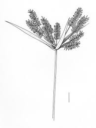 Image result for Cyperus cyperoides