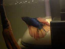 Help I Think My Beta Has Fin Rot Or Amonia Burn Aquariacentral Com