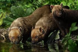 Bush Dog The Bush Dog Is One Of The Rarest Canid Species On Earth Even Though It Has A Wide Range Spanning From Panam Rare Animals Unusual Animals Wild Dogs