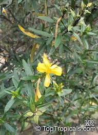 Image result for Barleria spinulosa