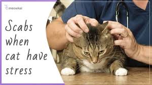 Symptoms include intense itching (itch causes your cat to over groom or chew the fur), redness, scaly patches, and hair loss. Cat Scabs Feline Acne Flea Allergy Dermatitis Skin Condition Meowkai