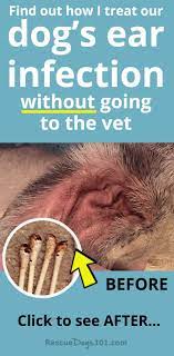 The Secret To Getting Rid Of Ear Infections In Your Dog At Home Dogs Ears Infection Dog Ear Infection Remedy Dog Remedies