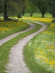 Tracks In Field Of Coreopsis Wildflowers Near Brenham Texas Usa Photographic Print Darrell Gulin Art Com Wild Flowers Country Roads Country Roads Take Me Home