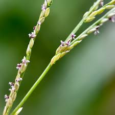 Image result for Digitaria compressa