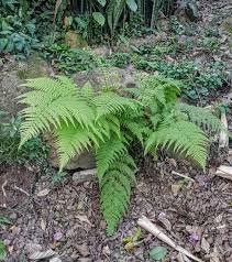 Image result for Macrothelypteris