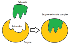 Active Site Wikipedia