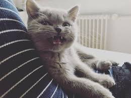Heydo You Know Dracula Let Me With My Mama Follow Kubilai The Bri Briti Briti British Shorthair Kittens British Shorthair Cats British Shorthair