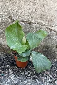 Image result for Platycerium elephantotis