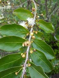 Image result for Aphloia theiformis