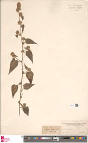 Image result for Sida urens