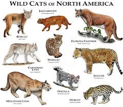 Wild Cats Of The World Big Cats Of The World Wild Cat Family