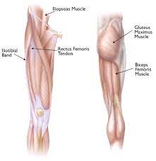 Often called the quads, this group of muscles is used to extend the leg at the knee and aids. Snapping Hip Orthoinfo Aaos