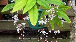 Image result for Clerodendrum silvanum