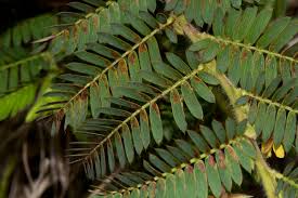 Image result for Chamaecrista falcinella