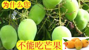 芒果的好处和坏处 health benefits of mango buah mangga mango benefits mango health benefits health benefits
