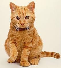 google image result for http 2 bp blogspot com sqkqnfxcbto r5rh1xns2zi aaaaa zhivotnye koshki koshechka