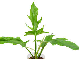 Image result for Englerodendron