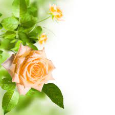 These photos of flowers are so stunning. Beautiful Flowers Hd Picture 20 Free Download