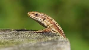 Gefahrlich Oder Harmlos Diese Reptilien Kreuchen Jetzt Durch Ihren Garten Leben Wissen Bild De