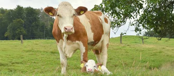 Simmental - Swiss beef from suckler cow husbandry with the highest level of  animal welfare